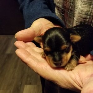 Meet your Posher, Joyce